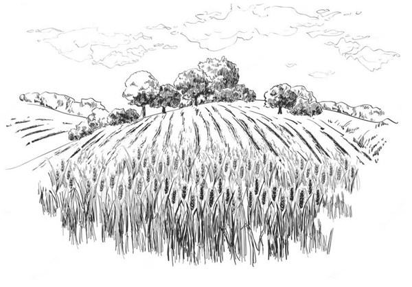 feld2